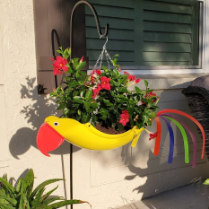 Sunny the Parrot