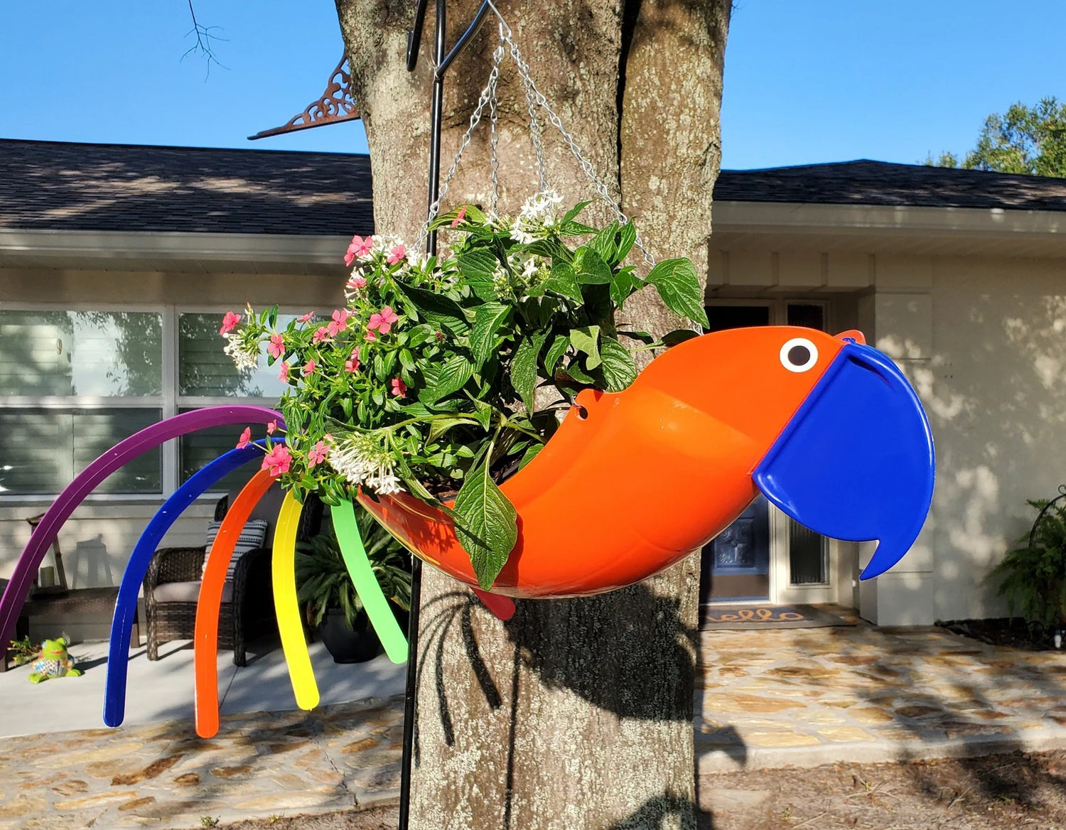 Oliver The Orange Parrot